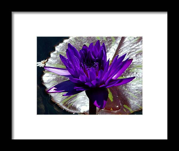 Water Framed Print featuring the photograph Water Lily 008 by Larry Ward
