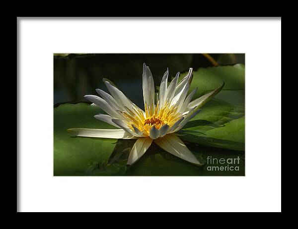 Prott Framed Print featuring the photograph Water Lily 2 by Rudi Prott