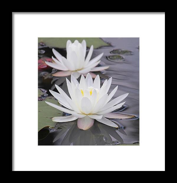 Water Lily Framed Print featuring the photograph Water Lilies 2 by Cathy Lindsey