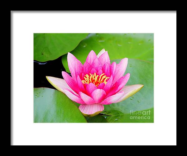 Blossom Framed Print featuring the photograph Water lily by Amanda Mohler