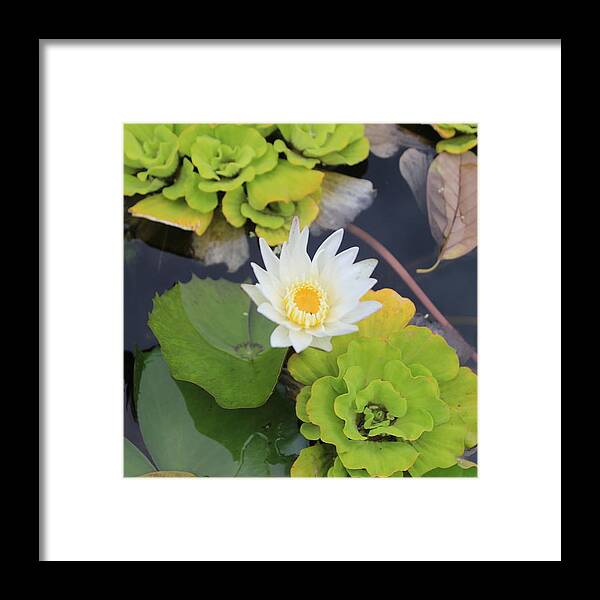 Flower Water Lotus Framed Print featuring the photograph Water Lotus Bloom by Michael Kim