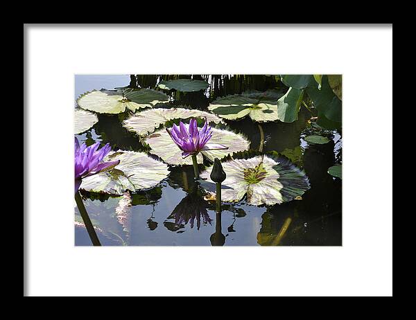 Water Lily Framed Print featuring the photograph Water Lily by Dottie Branch