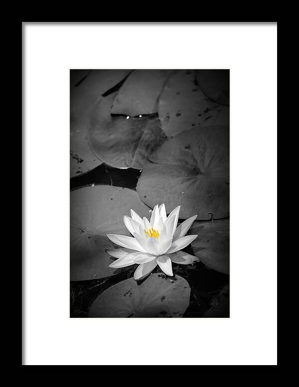 Water Lily Framed Print featuring the photograph Water Lily II by Beth Vincent