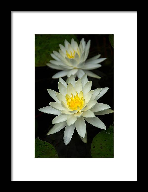 Water Lily Framed Print featuring the photograph Water Lily by Jemmy Archer