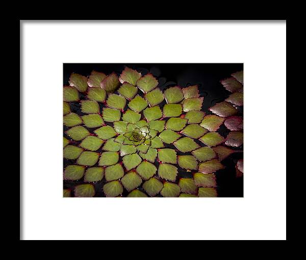 Water Framed Print featuring the photograph Water Lily Pattern by Jean Noren