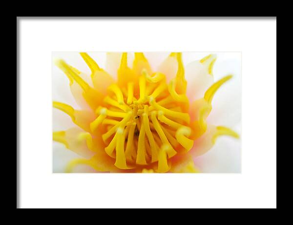 Nymphaeaceae Framed Print featuring the photograph Water Lily by RM Vera
