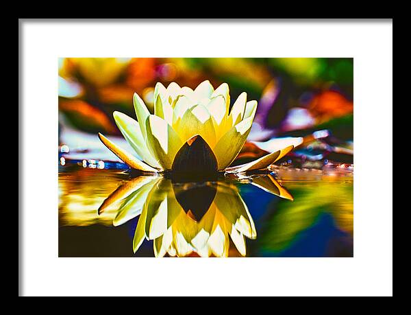 Water Framed Print featuring the photograph Water Lily by Thomas Hall