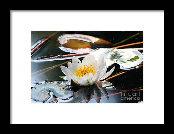 Water Lily Framed Print featuring the photograph Water Lily by Trina Ansel
