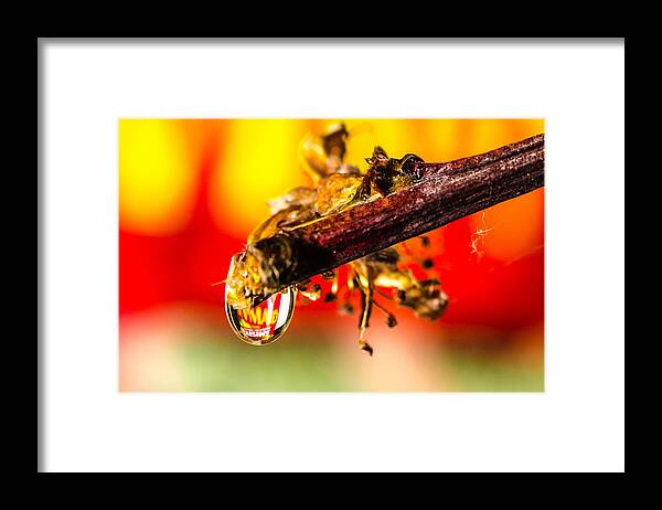 Water Drop Framed Print featuring the photograph Waterdrop Refraction by Bruce Pritchett