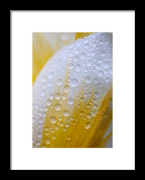 Yellow Framed Print featuring the photograph Waterdrops on Tulip by Robert Camp