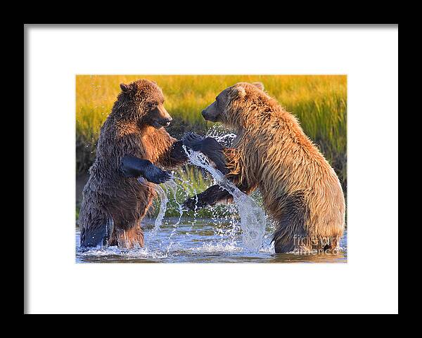 Alaskan Brown Bears Framed Print featuring the photograph Watering Hole Dispute by Aaron Whittemore