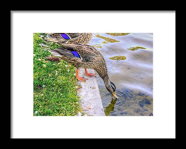 America Framed Print featuring the photograph Watering Hole by Traveler's Pics