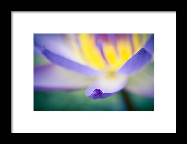 Floral Framed Print featuring the photograph Waterlily Dreams 6 by Priya Ghose