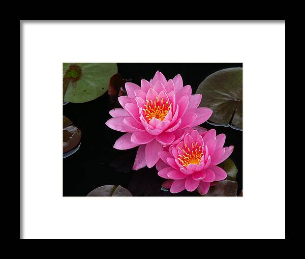 Waterlily Photograph Macro Red Yellow Pink Green Water Lily Pair Duo Framed Print featuring the photograph Waterlily Duo by Amanda Kobeshimi