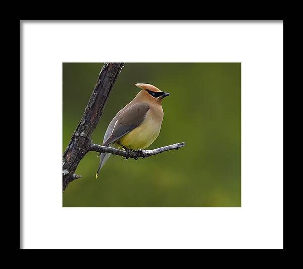 Cedar Waxwing Framed Print featuring the photograph Wax On by Tony Beck