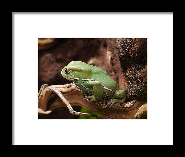 Richard Reeve Framed Print featuring the photograph Waxy Monkey Frog by Richard Reeve