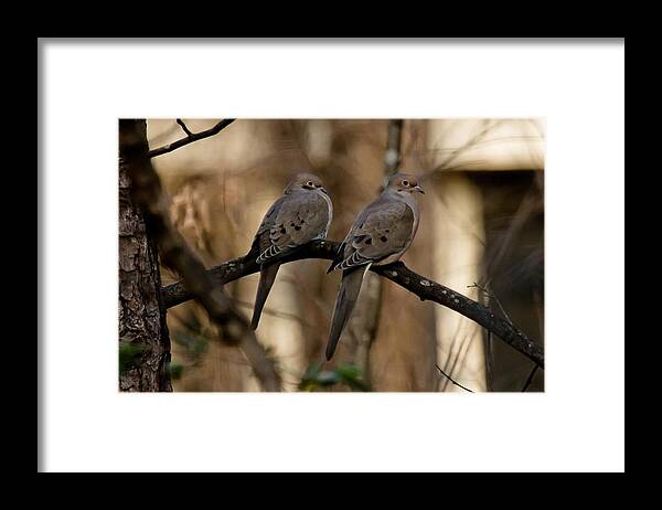 Morning Dove Framed Print featuring the photograph We came together - we're leaving together by Robert L Jackson