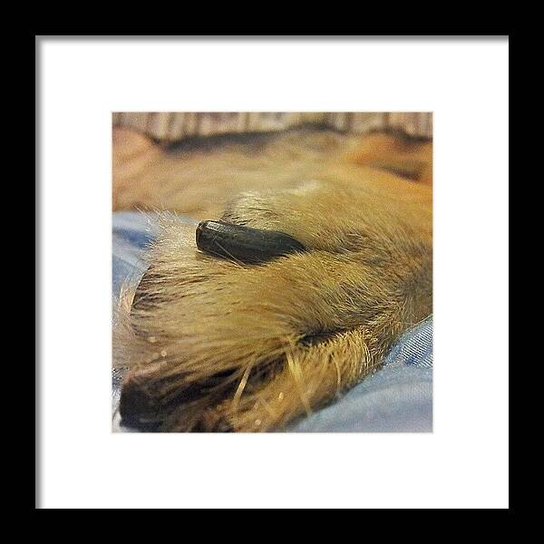 Germanshepherddogs Framed Print featuring the photograph We Just Love Their Feet! Is That Weird? by Abbie Shores