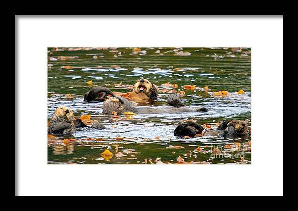 Wildlife Framed Print featuring the photograph We otter be in pictures by Bob Hislop