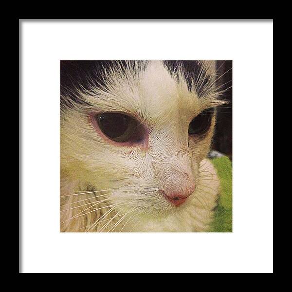 Petstagram Framed Print featuring the photograph We Said Goodbye To Our Darling Smudge by Emily Hames