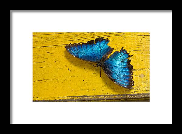 Blue Morpho Framed Print featuring the photograph Weathered by John Hoey