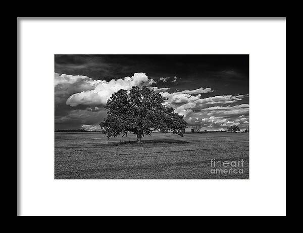 Flickr Explore Framed Print featuring the photograph Weathered Oak by Dan Hefle
