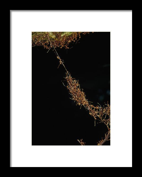 Feb0514 Framed Print featuring the photograph Weaver Ants Forming A Bridge Papua New by Mark Moffett