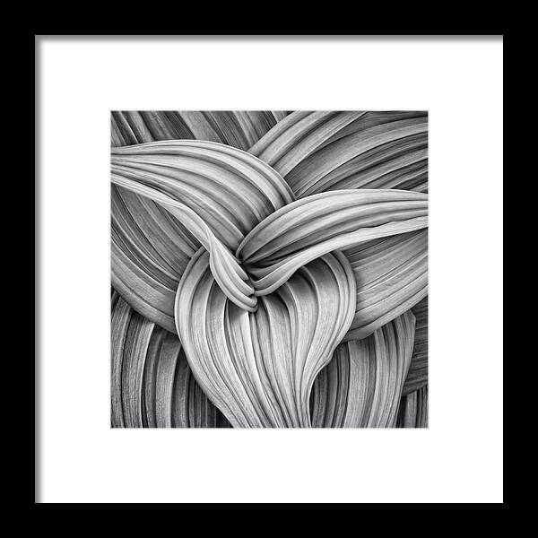 Black And White Framed Print featuring the photograph Web and Flow by Darylann Leonard Photography