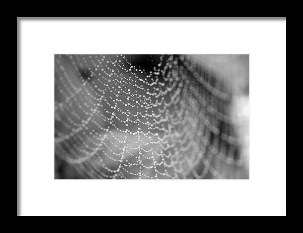 Spider Framed Print featuring the photograph Web in the rain by Jackson Pearson