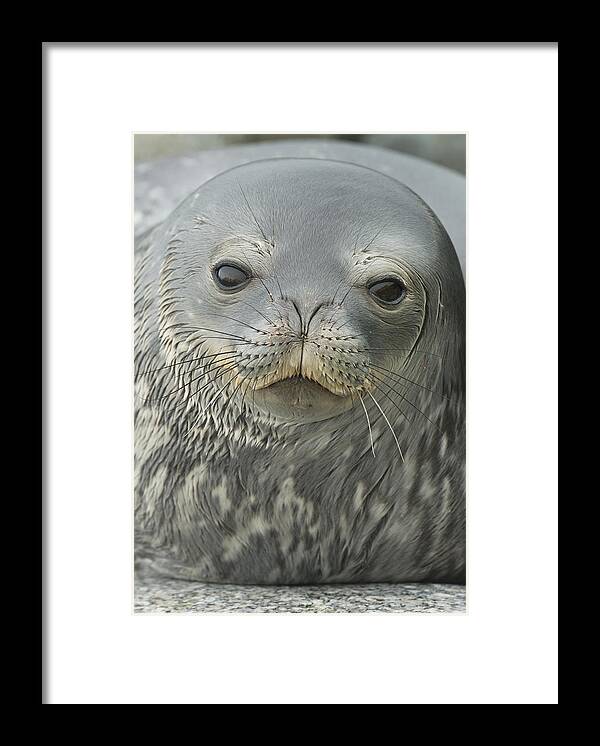 534752 Framed Print featuring the photograph Weddell Seal Petermann Isl Antarctica by Kevin Schafer