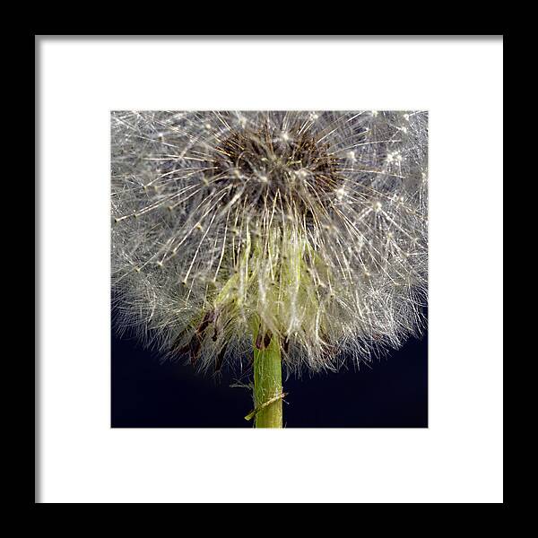 Photography Framed Print featuring the photograph Weed 101 by Darlene Kwiatkowski