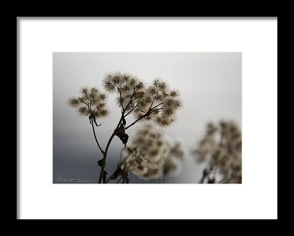 Pitman Framed Print featuring the photograph Weed Seed Pods by Robert Culver
