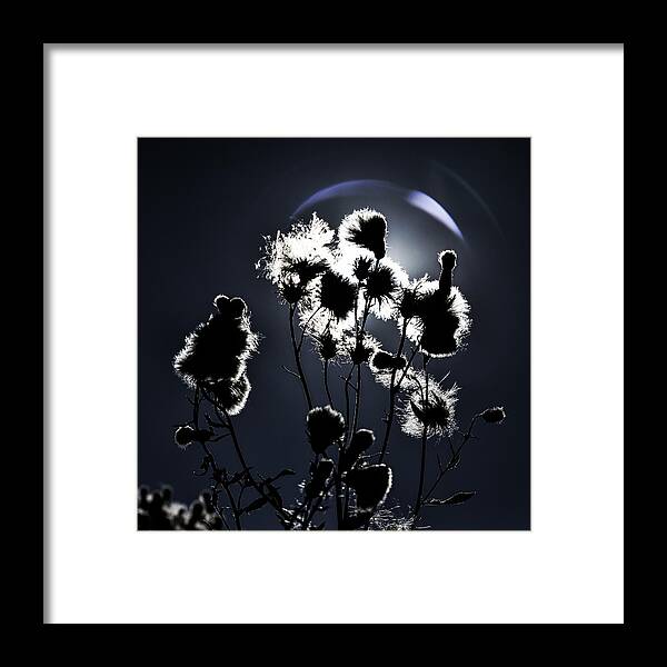 Weed Framed Print featuring the photograph Weed silhouette by Mike Santis