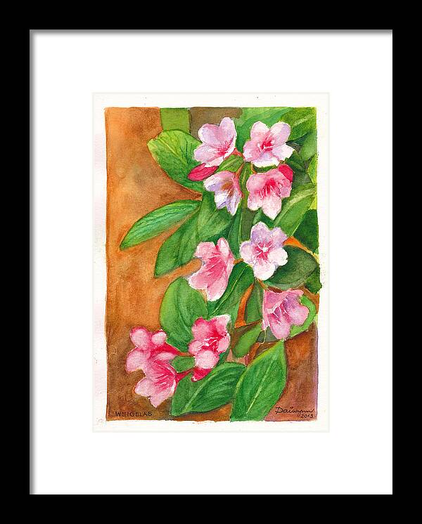 Blossom Framed Print featuring the painting Weigelas in bloom by Dai Wynn