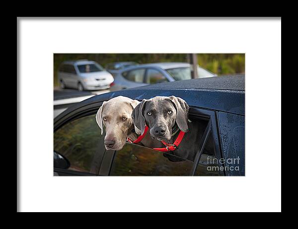 Dogs Framed Print featuring the photograph Weimaraner dogs in car by Elena Elisseeva
