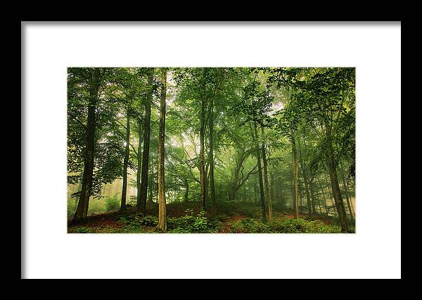 Trees Framed Print featuring the photograph Welcome In The Forest. by Leif L??ndal