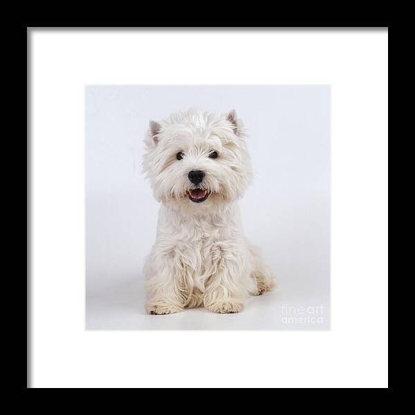 West Highland White Terrier Framed Print featuring the photograph West Highland White Terrier Dog by John Daniels