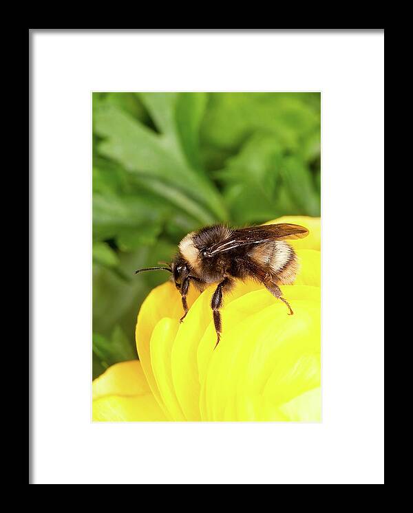 Western Bumble Bee Framed Print featuring the photograph Western Bumble Bee by Stephen Ausmus/us Department Of Agriculture