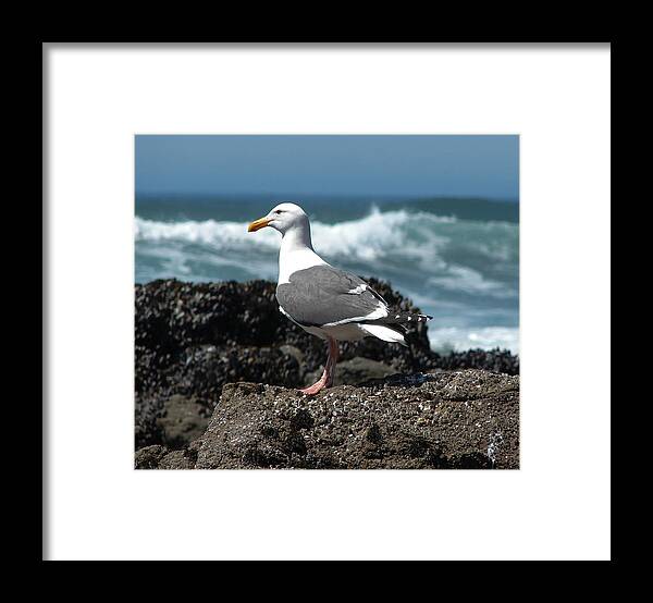 Birds Framed Print featuring the photograph Western Gull Profile by Carl Moore