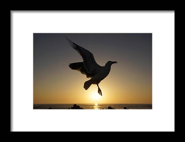Feb0514 Framed Print featuring the photograph Western Gull Flying At Sunset California by Hiroya Minakuchi