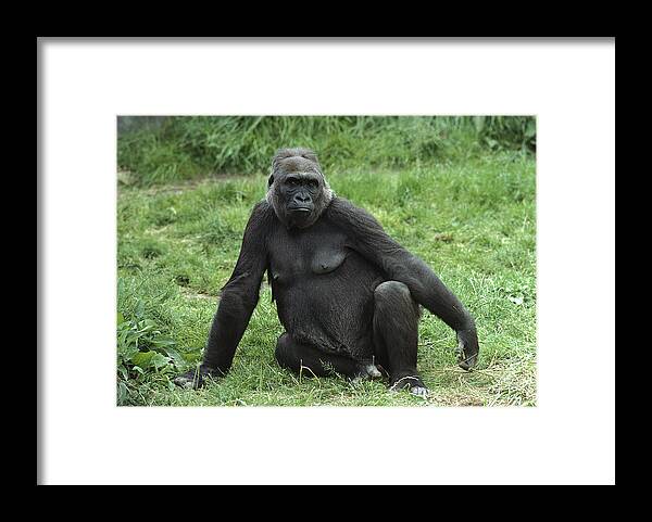Feb0514 Framed Print featuring the photograph Western Lowland Gorilla Female by Gerry Ellis