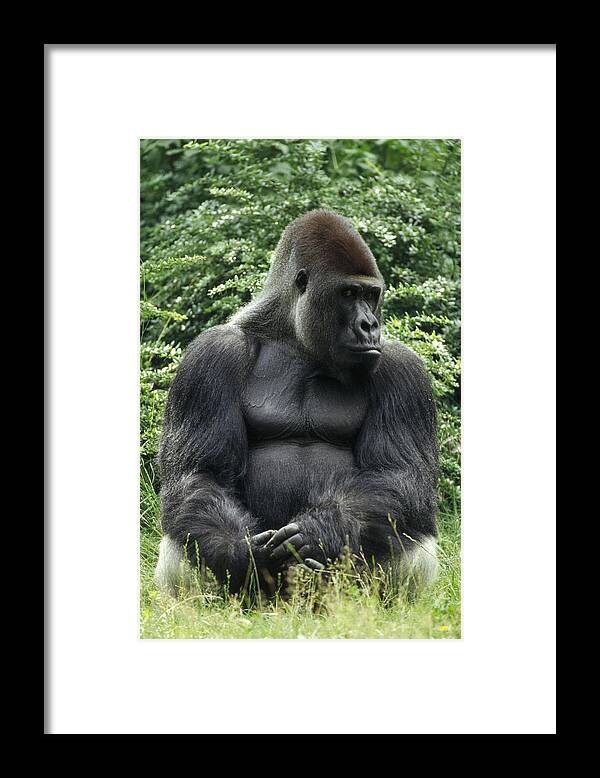 Feb0514 Framed Print featuring the photograph Western Lowland Gorilla Male by Konrad Wothe