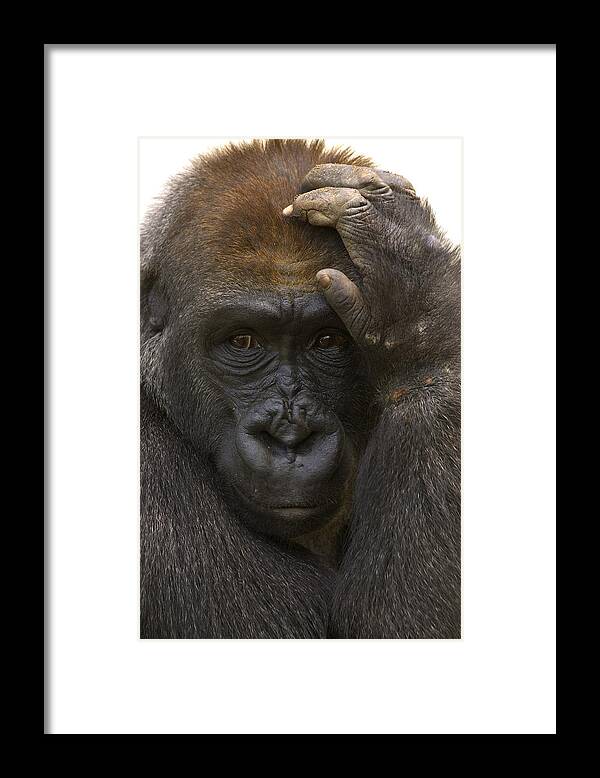 Feb0514 Framed Print featuring the photograph Western Lowland Gorilla With Hand by San Diego Zoo