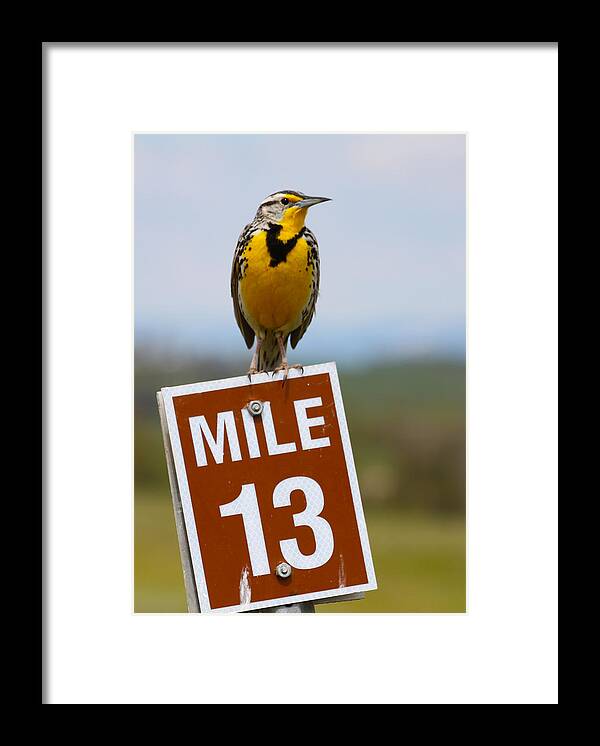 Wild Framed Print featuring the photograph Western Meadowlark on the Mile 13 Sign by Karon Melillo DeVega