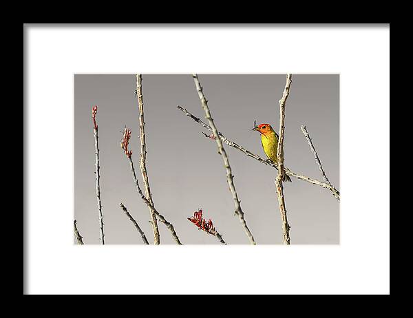 Insect Framed Print featuring the photograph Western Tanager On Ocotillo by Photo By Patricia Ware