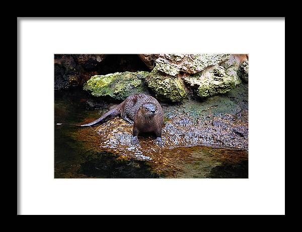 River Framed Print featuring the photograph Wet and Wild by Donna Proctor