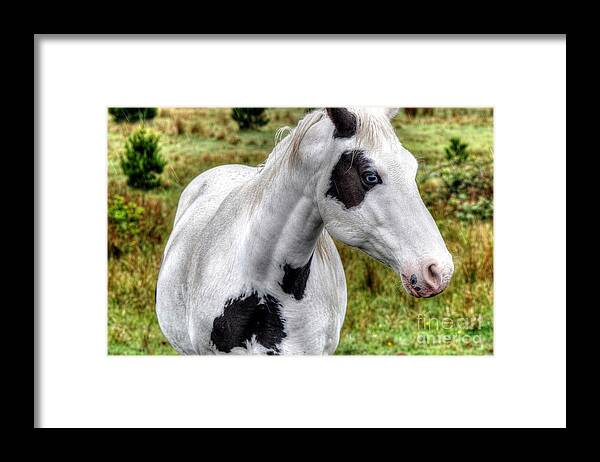 Horse Framed Print featuring the photograph Wet Day by Phillip Garcia