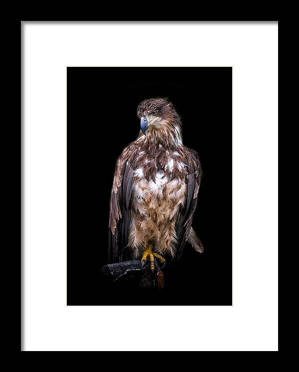 Eagle Framed Print featuring the photograph Wet Feathers by Ghostwinds Photography