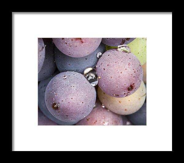 Homegrape Framed Print featuring the photograph Wet Fruit by Jean Noren