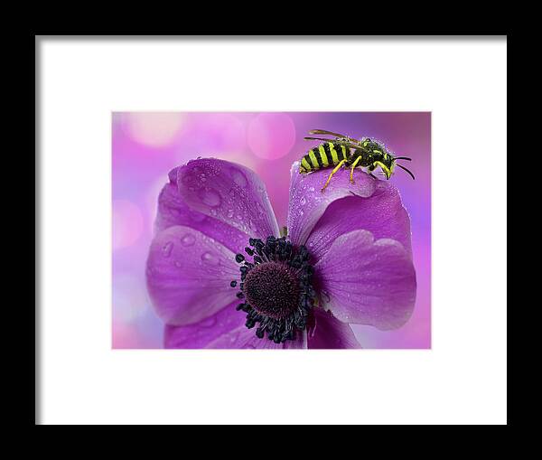 Insect Framed Print featuring the photograph Wet Wasp by Mikroman6